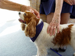 Why Assisted Living Centers Allow Pets | Globe Life