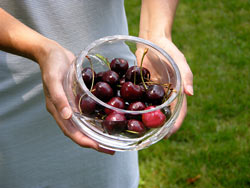 Can Eating Cherries Alleviate Arthritis? | Globe Life