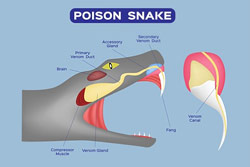 Surviving a Snake Bite | Globe Life