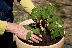 How to Do Container Gardening for Seniors | Globe Life